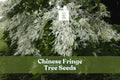 Chinese Fringe Tree Seeds - Ornamental Landscaping Tree with Showy White Flowers - Chionanthus retusus, 10 Seeds