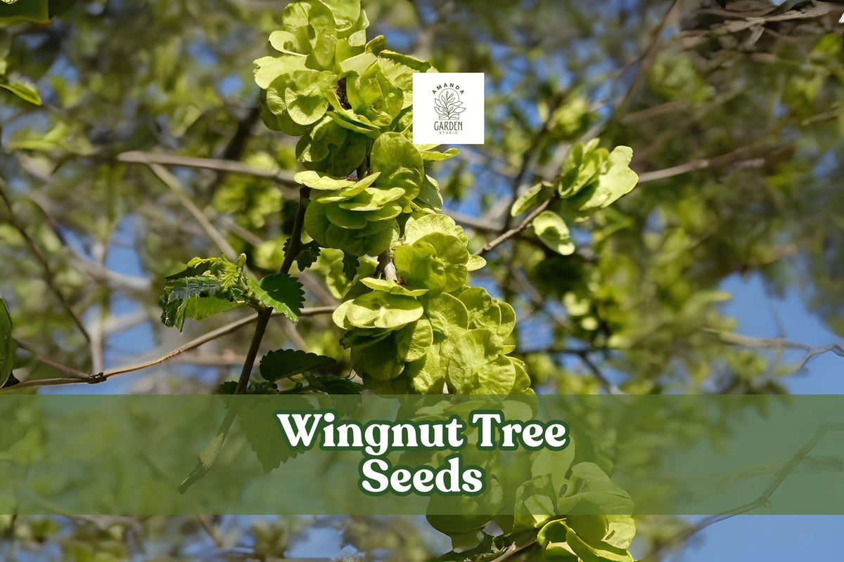 Wingnut Tree Seeds | Pterocarya fraxinifolia | Hardy Shade Tree with Winged Nuts | Grow Your Own Ornamental Deciduous Tree