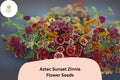 100+ Aztec Sunset Zinnia Seeds – Bi-Color Orange Gold Red Flower Seeds for Summer Gardens & Cut Flowers – Zinnia haageana