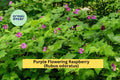 Purple Flowering Raspberry Live Starter Plant – Rubus odoratus Ornamental Shrub with Large Purple Blooms