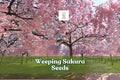 Weeping Cherry Blossom Seeds - 20 Pink Sakura Seeds for Bonsai & Garden - Prunus sp. Ornamental Flowering Tree