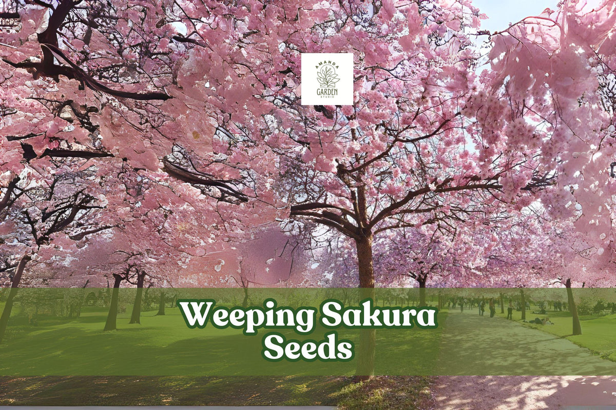 Weeping Cherry Blossom Seeds - 20 Pink Sakura Seeds for Bonsai & Garden - Prunus sp. Ornamental Flowering Tree