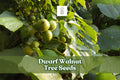 Dwarf Walnut Tree Seeds - 2 Juglans Regia Edible Nut Seeds - Hardy Shade Tree for Home Gardens & Orchards