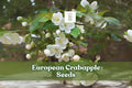 European Crabapple Seeds - Malus sylvestris - Ornamental Deciduous Tree for Gardens & Hedgerows
