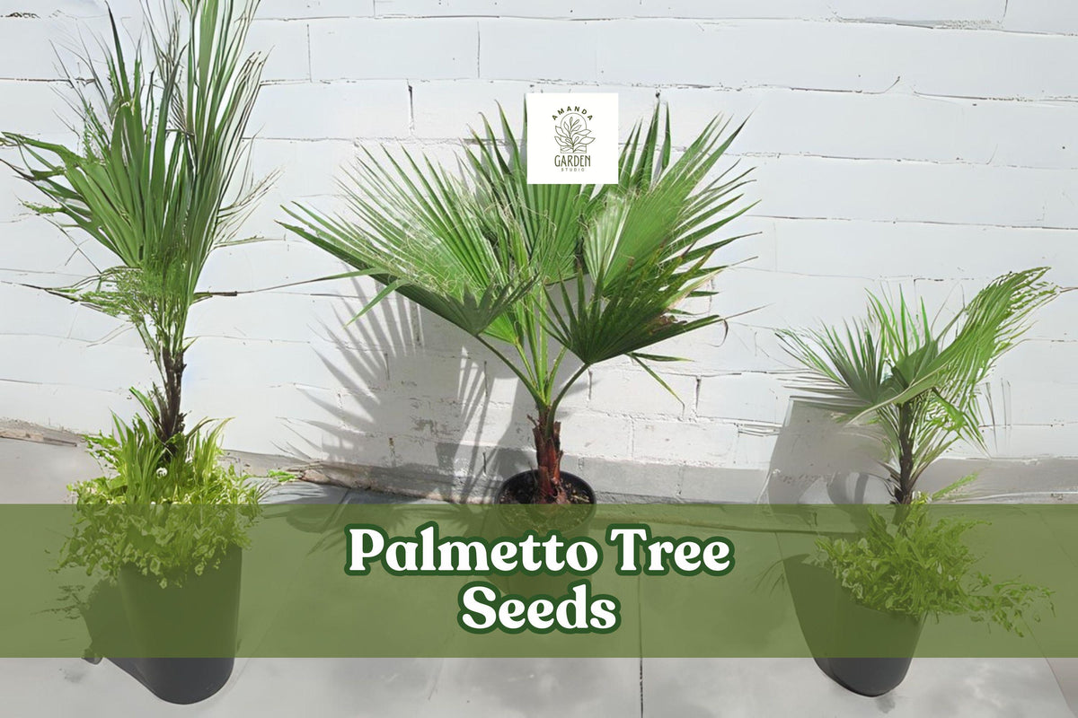 Sabal Palmetto Seeds – Palmetto Tree, Cabbage Palm, Coastal Hardy, Evergreen Fan Palm, 10 Pack