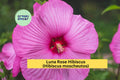 Luna Rose Hibiscus Live Rooted Starter Plant – Hardy Perennial with 8–10" Rose-Pink Flowers – Hibiscus moscheutos for Summer Gardens