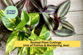 20 Rooted Houseplant Cuttings – Pothos & Wandering Jew Vines for Indoor Pots, Hanging Baskets, Terrariums