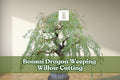 Dragon Weeping Willow Bonsai Cutting – Thick Trunk Starter Tree for Bonsai, Salix babylonica, Fast Growing, Cascading Branches