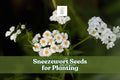 200 Sneezewort Seeds for Planting | Achillea ptarmica | Hardy Perennial with White Blooms | Pollinator-Friendly