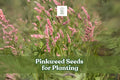 50 Pinkweed Seeds for Planting | Persicaria pensylvanica Wildflower with Pink Blooms | Ornamental, Pollinator-Friendly