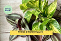 20 Rooted Indoor Houseplant Cuttings – Pothos & Wandering Jew Varieties, Easy-Care Trailing Vines for Pots & Hanging Baskets