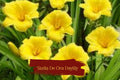 5 Stella De Oro Daylily Plants Bare Roots - Yellow Reblooming Perennial, Drought-Tolerant, Low Maintenance, Clumping Flowering Plant