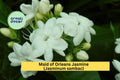 Maid of Orleans Jasmine Live Rooted Plant – Fragrant White Blooming Jasminum sambac Shrub/Vine for Garden or Patio