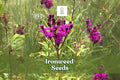 100 Ironweed Seeds Vernonia gigantea Tall Native Wildflower Pollinator-Friendly Perennial Plant