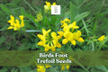 500 Birds Foot Trefoil Seeds - Yellow Wildflower Groundcover - Lotus corniculatus - Perennial Pollinator Plant