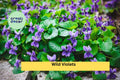 Wild Violet Live Plants – 20 Rooted Perennials with Purple Spring Blooms for Lawns, Borders & Woodland Gardens – Viola spp.