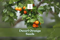 Dwarf Orange Seeds - 10 Pack Cold Hardy Miniature Citrus Tree - Poncirus trifoliata - Edible & Ornamental for Patios