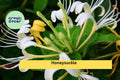 Set of 4 Honeysuckle Rooted Cuttings | Lonicera spp. Fragrant Hardy Shrub for Bonsai & Garden