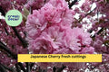Japanese Cherry Cuttings – 10 Unrooted Prunus serrulata Stems for Bonsai & Ornamental Tree Growing