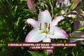 Brasilia Oriental Lily Bulbs - Fragrant, Vibrant Blooms, Lilium orientalis 'Brasilia' - Garden, Container, Cut Flower