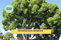 Lot of 2 Camphor Tree Seedlings | Cinnamomum camphora | Evergreen Shade Trees | Bare Root 8–10 Inches