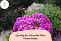 100+ Opening Act Ultrapink Phlox Seeds – Vibrant Perennial Garden Flowers, Phlox Hybrid, Hot Pink, Butterfly & Hummingbird Attracting