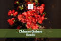 20 Chinese Quince Seeds - Chaenomeles sinensis - Ornamental Flowering Fruit Tree - Non-GMO Garden Seeds for Home Gardens
