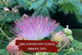 Silk Mimosa Tree Seedlings | Albizia julibrissin | Pink Powder Puff Flowers | Bare Root Ornamental Tree