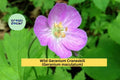 Wild Geranium Cranesbill Perennial Plants - 10 Bare Root Geranium maculatum Shade Garden Flowers