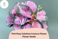 Pink Rosy Calathea Seeds | Exotic Tropical Foliage Plant | Calathea roseopicta ‘Rosy’ for Indoor & Shaded Outdoor Gardens