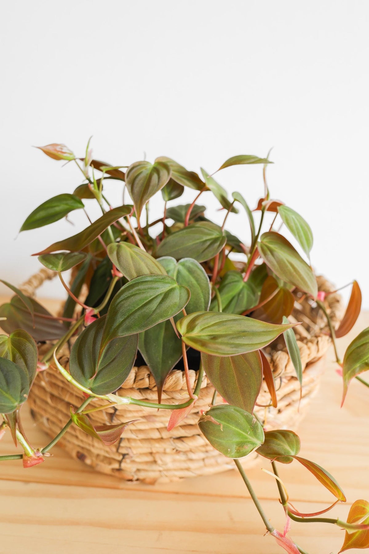 Micans Philodendron