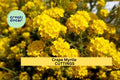 Live Crape Myrtle Cuttings – 7 Stems for Rooting, Lagerstroemia indica, Summer Flowering Shrub or Small Tree, Drought-Tolerant Garden Plant