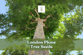 50 London Plane Tree Seeds - Platanus acerifolia - Hardy Shade Tree with Mottled Bark - Ideal for Landscaping and Gardens
