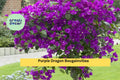 Purple Dragon Bougainvillea Live Rooted Starter Plug Plant - Vibrant Purple Flowering Vine for Trellis, Fence, Container Garden
