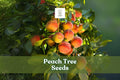 Peach Tree Seeds – Prunus persica – Fruit Bearing or Bonsai Starter Pack of 2