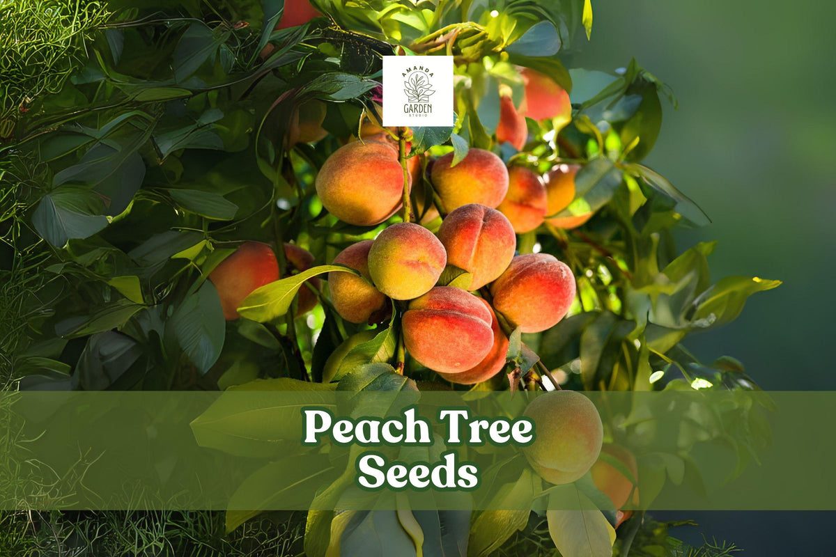 Peach Tree Seeds – Prunus persica – Fruit Bearing or Bonsai Starter Pack of 2