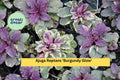 Live Rooted Ajuga Reptans ‘Burgundy Glow’ Perennial Ground Cover with Variegated Leaves & Purple Flowers - 3 Plants
