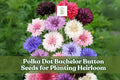 500 Polka Dot Bachelor Button Seeds | Heirloom Cornflower Mix | Vibrant Blue, Pink, White, Purple Annual Flowers for Borders, Containers & Cut Flowers