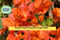 Bengal Orange Variegated Bougainvillea Live Rooted Starter Plug Plant Tropical Flowering Vine for Trellis, Fence, Container