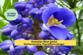 Hawaiian Blue Ginger Plant Roots – Dichorisandra thyrsiflora – Tropical Perennial with Blue Flowers – Live Bare Root Starter for Garden or Container