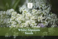 White Alyssum Seeds – Lobularia maritima, Fragrant Carpet of Snow Ground Cover, Pollinator-Friendly, Easy to Grow, 500 Seeds