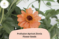 Profusion Apricot Zinnia Seeds – Peach-Orange Blooms, Annual Flower, Zinnia hybrida, Summer to Frost, Pollinator & Cut Flower