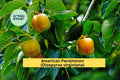 American Persimmon Tree Seedlings Set of 3 | Native Diospyros virginiana Fruit Trees for Orchard, Garden, Landscaping