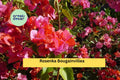 Rosenka Bougainvillea Live Rooted Starter Plant | Tropical Flowering Vine with Peach to Pink Bracts | Bougainvillea glabra 'Rosenka'