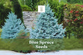 Colorado Blue Spruce Seeds - Ornamental Evergreen Tree, Blue-Green Needles, Picea pungens glauca, Hardy Zones 2-7