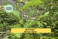 Red Alder Trees Set of 2 Live Bare Root Seedlings 6-12" Alnus rubra Native Oregon Alder for Reforestation & Landscaping