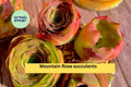 Mountain Rose Succulent Plants | 4 Bare Root Echeveria Rosettes | Drought-Tolerant Indoor & Outdoor Succulents