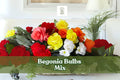 5 Begonia Bulbs Mix - Colorful Summer Flowering Bulbs for Shade Gardens - Begonia Species, Red, Pink, White, Yellow Blooms