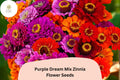 Purple Dream Mix Zinnia Seeds – Vibrant Purple & Violet Blooms, Annual Flower for Gardens, Cut Flowers & Pollinator Attraction