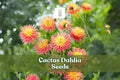 Cactus Dahlia Seeds - Mixed Colors, 50+ Seeds, Dahlia × variabilis, Summer Blooms for Cut Flower Gardens